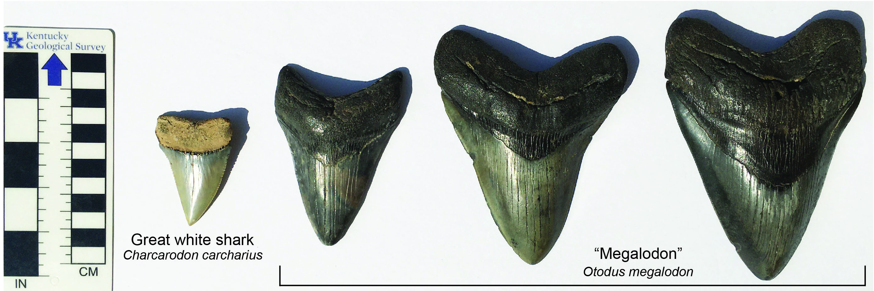 Great white shark tooth fossil compared to megalodon fossil teeth from the Miocene near Charleston, South Carolina.